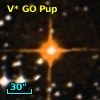 V* GO Pup