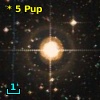 *   5 Pup
