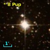 *   8 Pup