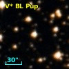 V* BL Pup