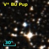 V* BU Pup