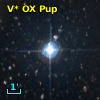 V* OX Pup