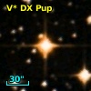 V* DX Pup