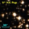 V* HX Pup