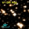 V* DH Pup