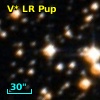 V* LR Pup