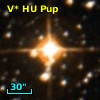 V* HU Pup