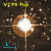V* PX Pup