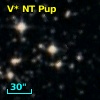 V* NT Pup