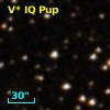 V* IQ Pup
