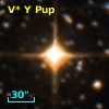 V* Y Pup