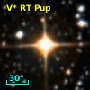 V* RT Pup