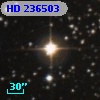 HD 236503