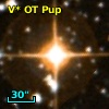 V* OT Pup