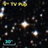 V* TV Pup