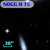 NOGG H   75