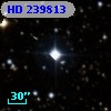 HD 239813