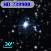 HD 239900