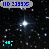 HD 239905