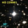 HD 239981