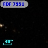 FDF  7981