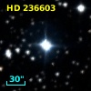 HD 236603
