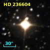 HD 236604