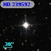 HD 239592