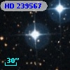 HD 239567