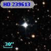 HD 239613