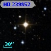 HD 239852