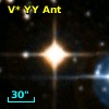 V* YY Ant