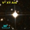 V* XY Ant