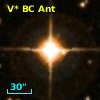 V* BC Ant
