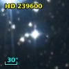 HD 239600