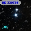 HD 239598