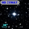 HD 239667