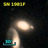 SN 1981F