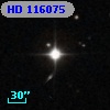 HD 116075