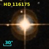 HD 116175