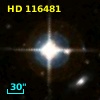 HD 116481