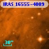 IRAS 16555-4009