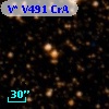 V* V491 CrA