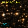 V* V1101 Sco