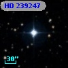 HD 239247