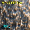 V* V1167 Sco
