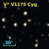 V* V1175 Cyg