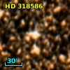 HD 318586