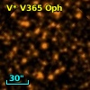 V* V365 Oph