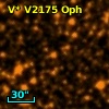 V* V2175 Oph